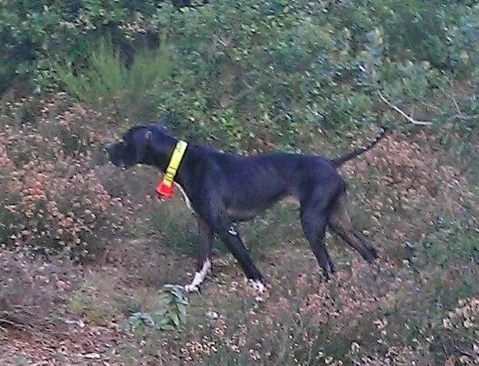 TR. Gribouille (Sans Affixe) - 3 TB