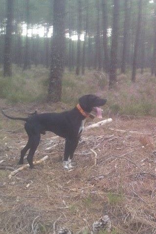 TR. Gribouille (Sans Affixe) - 3 TB