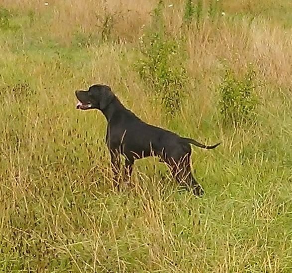 TR. Gribouille (Sans Affixe) - 1 exc