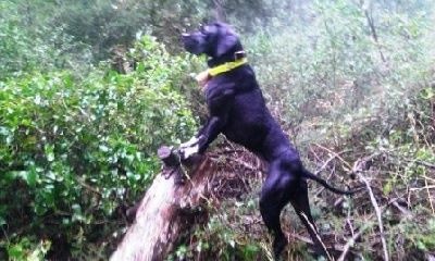 TR. Gribouille (Sans Affixe) - RCACT en solo