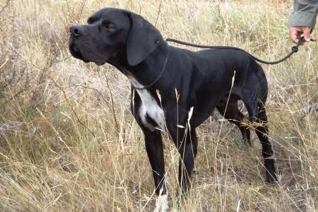 TR. Gribouille (Sans Affixe) - 4 EXC