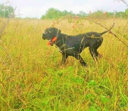 TR. Gribouille (Sans Affixe) - TB