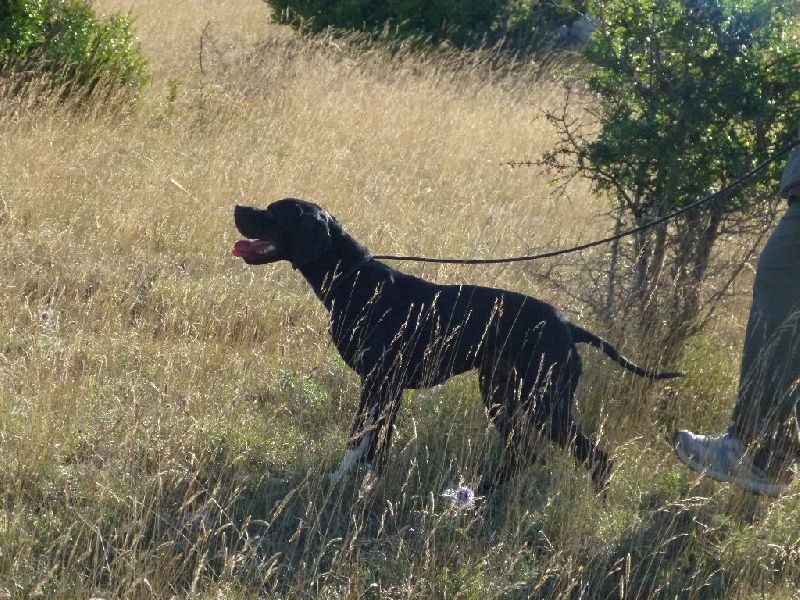 TR. Gribouille (Sans Affixe) - EXC