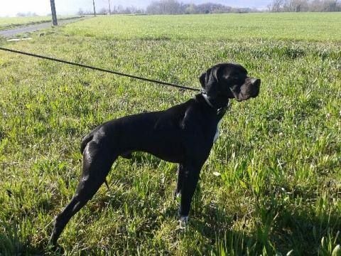 TR. Gribouille (Sans Affixe) - 1 TB