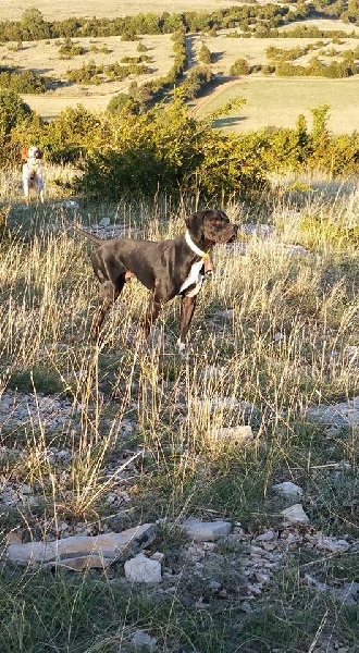 TR. Gribouille (Sans Affixe) - 1 EXC CACT