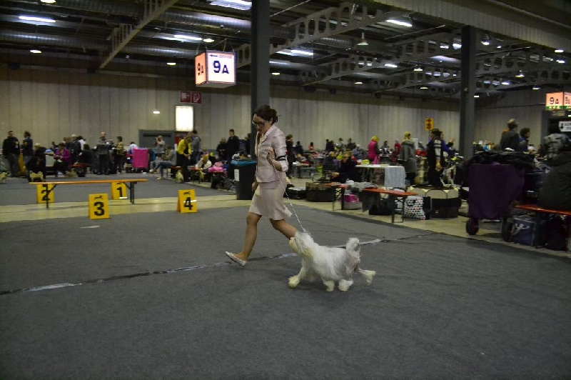 CH. Chic choix Calais ophélie - 2ème excellent en classe vétéran