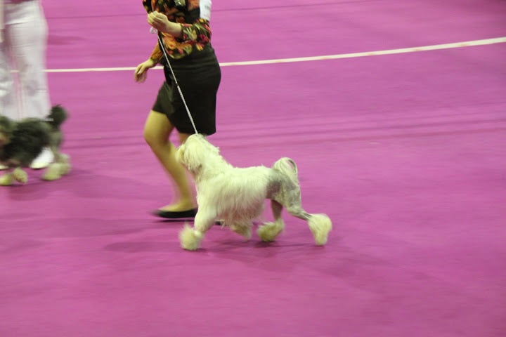 CH. Chic choix Calais ophélie - 1ère excellent en classe champion CACIB BOB