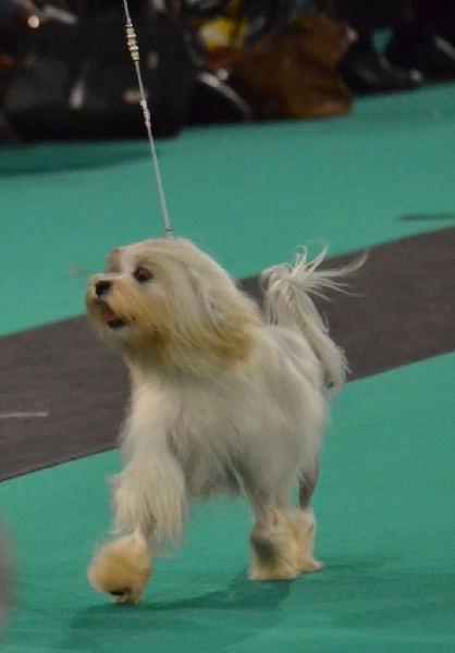 CH. Chic choix Calais ophélie - 1ère excellent BOB Vétéran BOB