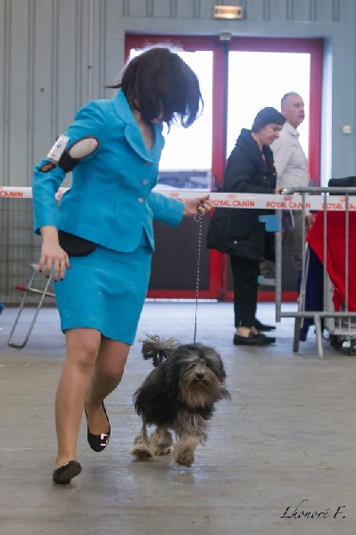 CH. Chic choix Illustration chic - 1er excellent en classe champion