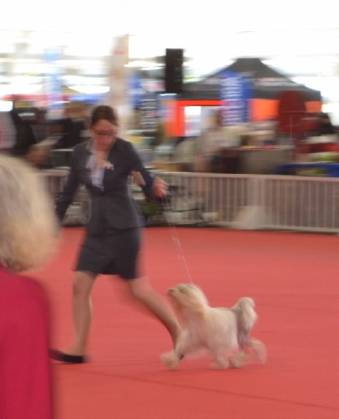 CH. Chic choix Calais ophélie - 1ère excellent BOB Vétéran