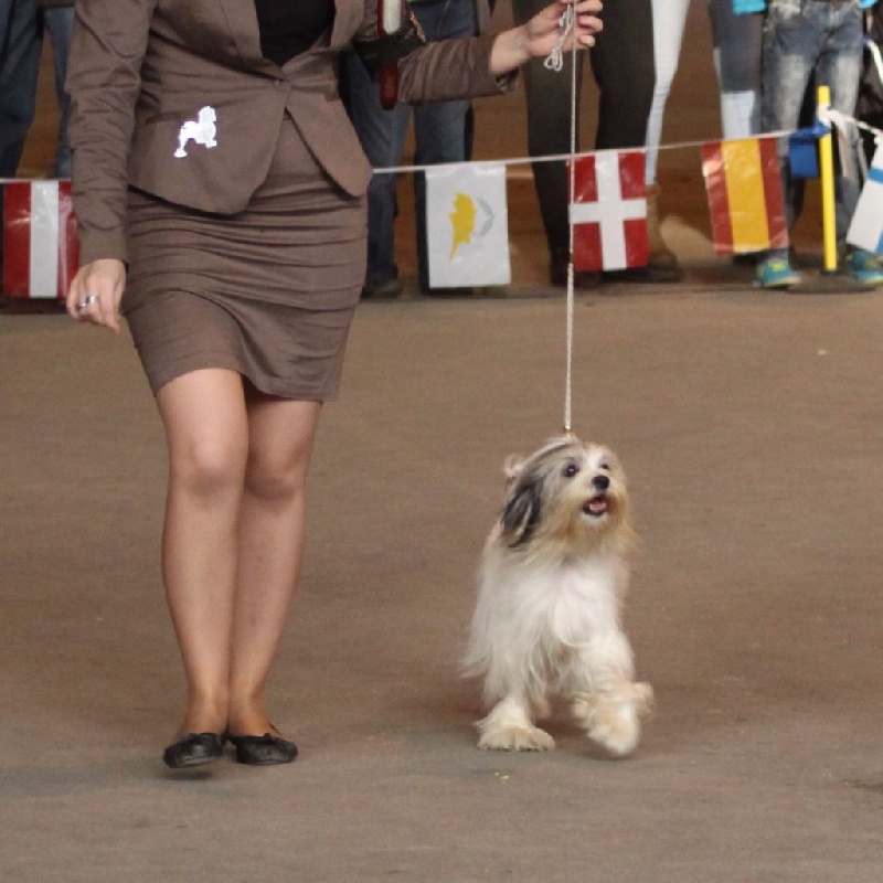 CH. Chic choix Calais ophélie - 1ère excellent BOB Vétéran BOB & Réserve BEST IN SHOW VETERAN !