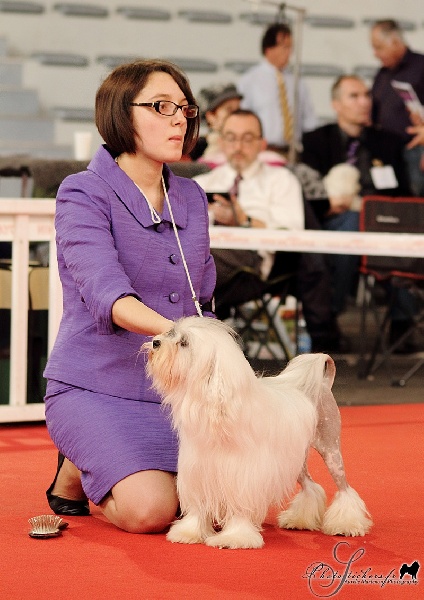 CH. Chic choix Calais ophélie - 1ère excellent en classe ouverte CACS