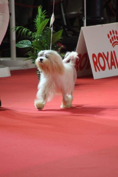 CH. Chic choix Calais ophélie - 1ère excellent BOB Vétéran