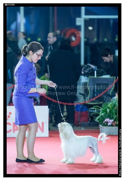 CH. Chic choix Calais ophélie - 1ère excellent BOB Vétéran