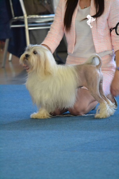 CH. Chic choix Calais ophélie - 1ère excellent BOB Vétéran