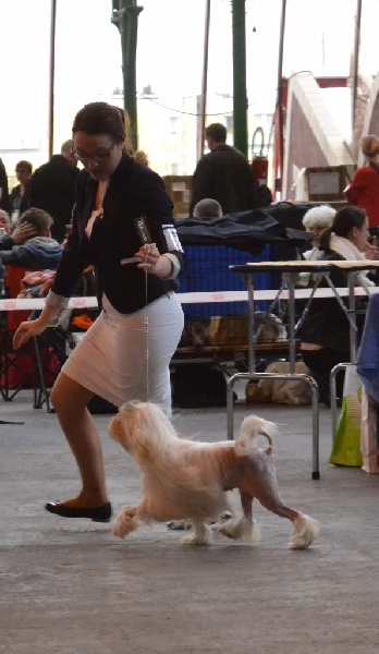 CH. Chic choix Calais ophélie - 1ère excellent BOB Vétéran