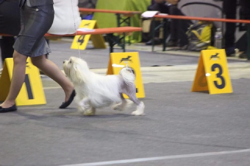 CH. Chic choix Calais ophélie - 1ère excellent BOB Vétéran BOB