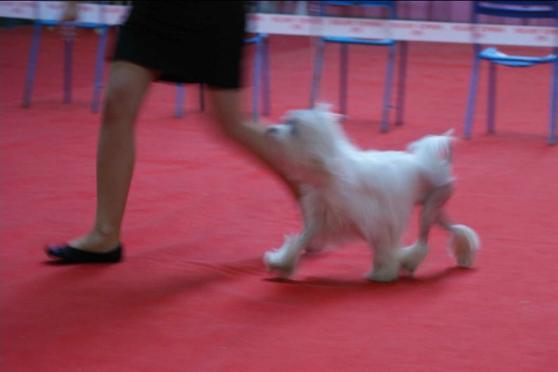 CH. Chic choix Calais ophélie - 1ère excellent en classe ouverte CACS CACIB BOB