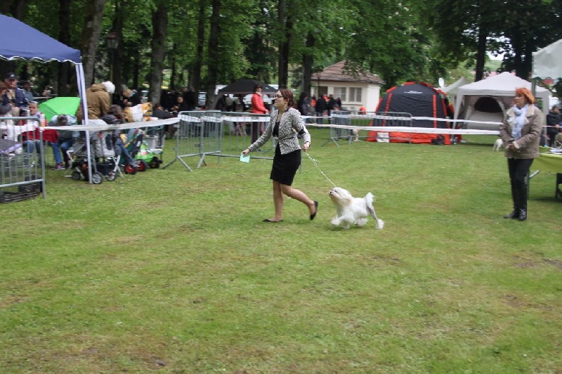 CH. Chic choix Calais ophélie - 1ère excellent BOB Vétéran