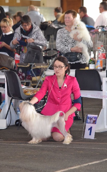 CH. Chic choix Calais ophélie - 1ère excellent BOB Vétéran BIS Vétéran