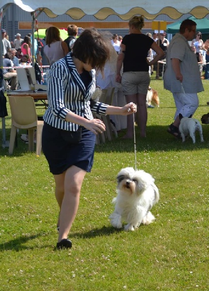 CH. Chic choix Calais ophélie - 2ème excellent en classe ouverte