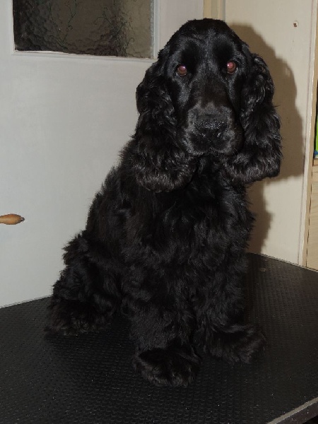 Publication : De La Paume Doree O Jolicroc Auteur : christophe commes