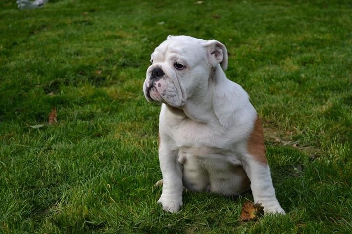 Publication : Sax'O'Bull Auteur : Sax'O' Bull