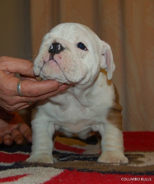 Publication : Sax'O'Bull Auteur : Sax'O' Bull