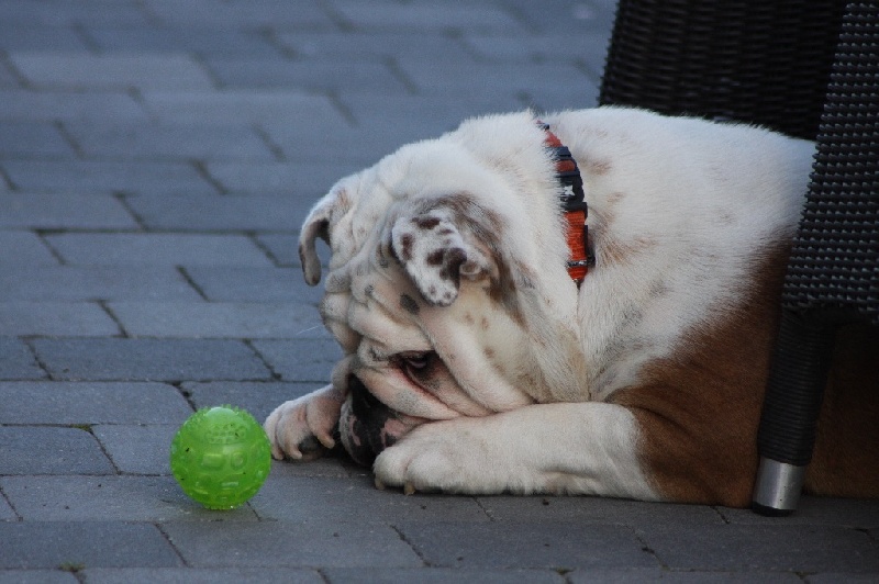 Publication : Sax'O'Bull Auteur : Sax'O' Bull