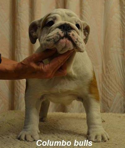 Publication : Sax'O'Bull Auteur : Sax'O' Bull