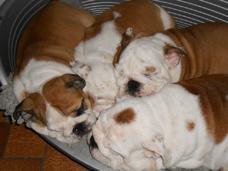 Publication : Sax'O'Bull Auteur : Sax'O' Bull