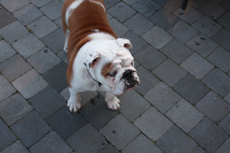 Publication : Sax'O'Bull Auteur : Sax'O' Bull