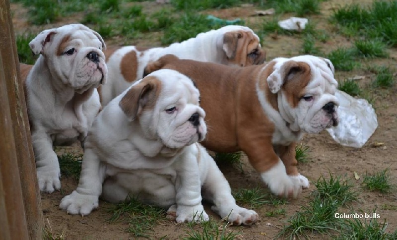 Publication : Sax'O'Bull Auteur : Sax'O' Bull