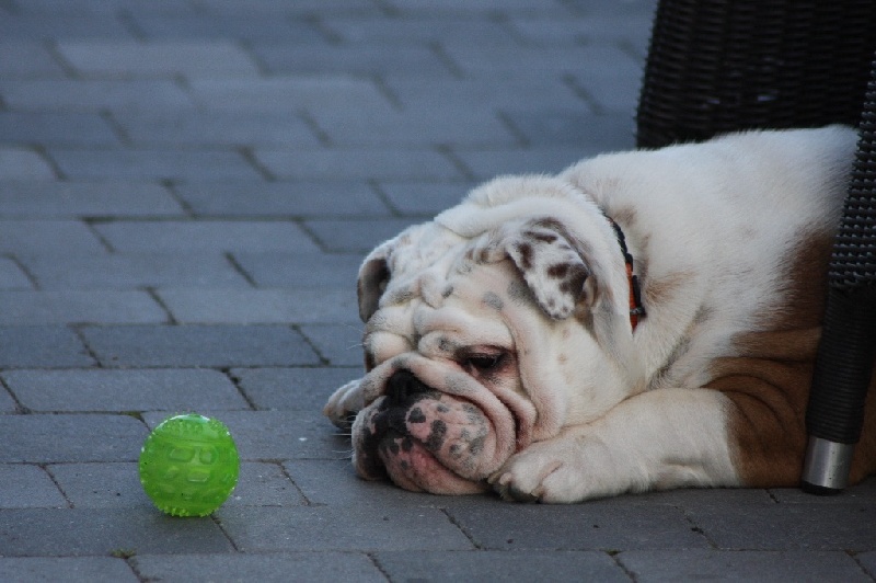 Publication : Sax'O'Bull Auteur : Sax'O' Bull