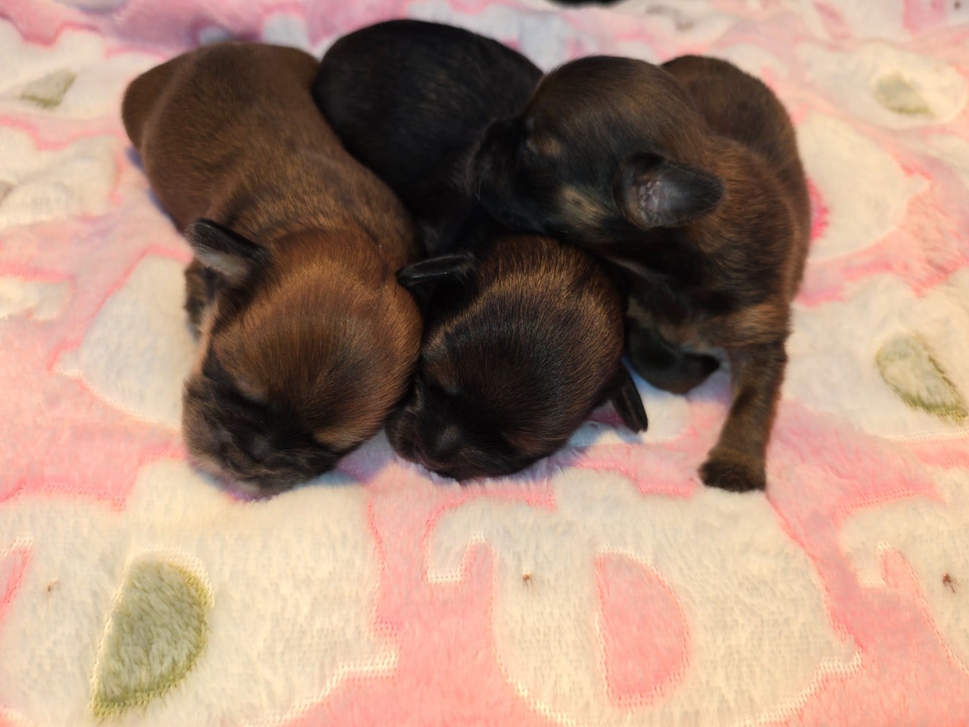 CHIOT 3 - Lhassa Apso