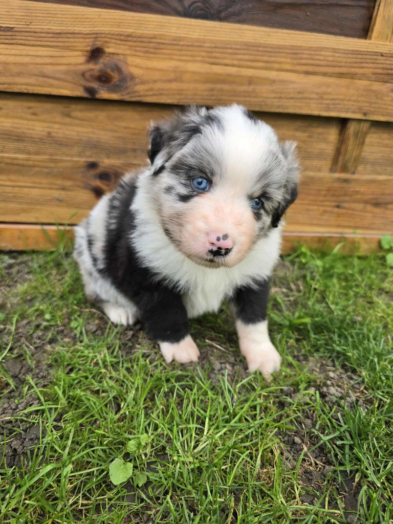Bleu merle bicolore