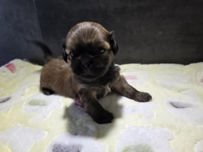 Les chiots de Lhassa Apso