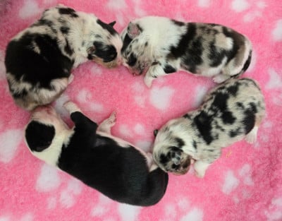 Les chiots de Berger Australien
