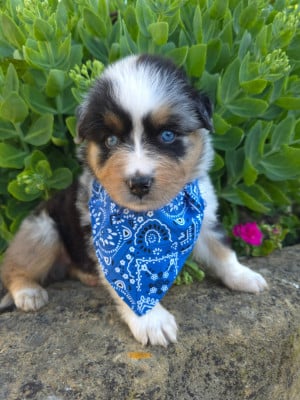 Les chiots de Berger Australien