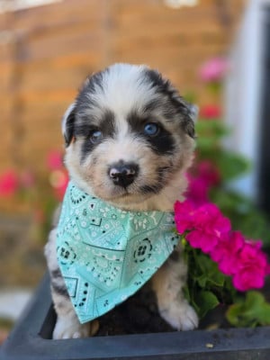 Les chiots de Berger Australien