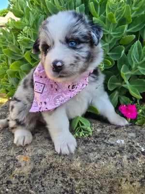 Les chiots de Berger Australien