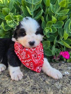 Les chiots de Berger Australien