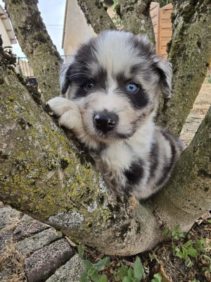 Les chiots de Berger Australien