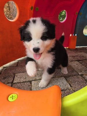 Les chiots de Berger Australien
