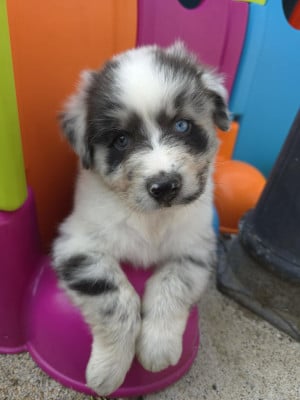 Les chiots de Berger Australien