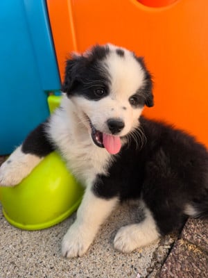 Les chiots de Berger Australien