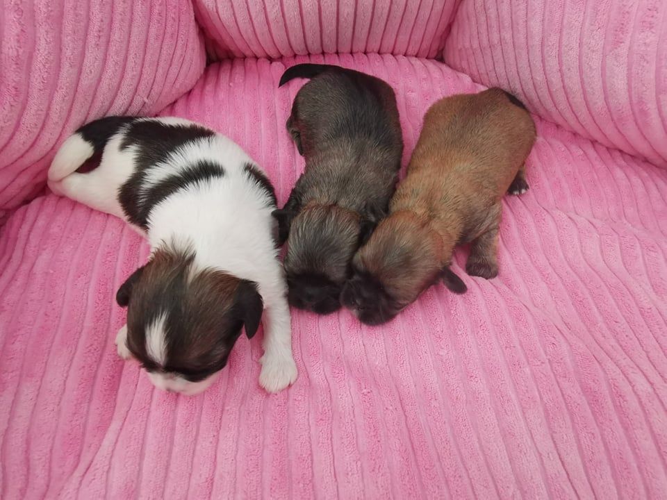 CHIOT - Lhassa Apso