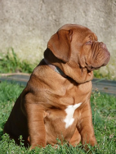 Publication : de Saint Armangel Auteur : de l'Elite Royal Dog