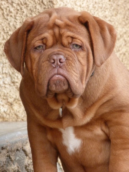 Publication : de Saint Armangel Auteur : de l'Elite Royal Dog