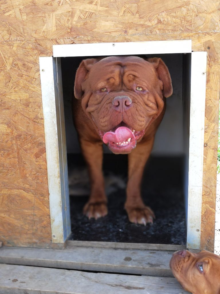 Publication : de Saint Armangel Auteur : de l'Elite Royal Dog